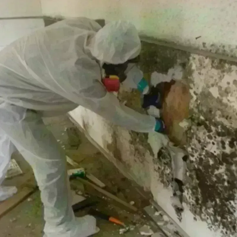 Mold Remediation and Removal in Haleyville, AL